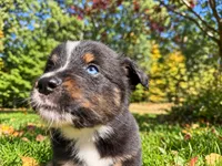 Ranger , a male Australian Shepherd for sale in Burlington, CT – 1 of 10