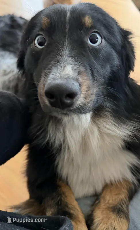 Chloe – Australian Shepherd puppy for sale in Burlington, CT