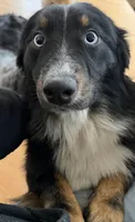 Chloe, a female Australian Shepherd for sale in Burlington, CT – 1 of 1