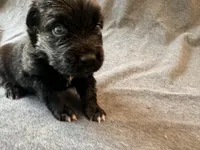 Titan, a male Australian Shepherd for sale in Burlington, CT – Photo 3 of 9