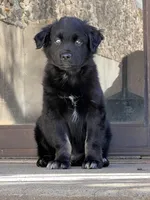 Titan, a male Australian Shepherd for sale in Burlington, CT – Photo 2 of 9