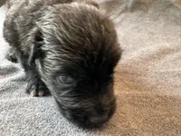 Titan, a male Australian Shepherd for sale in Burlington, CT – Photo 4 of 9