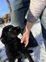 Titan, a male Australian Shepherd for sale in Burlington, CT – Photo 8 of 9