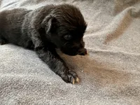 Titan, a male Australian Shepherd for sale in Burlington, CT – Photo 5 of 9