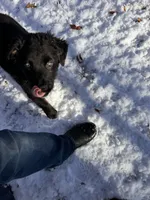 Titan, a male Australian Shepherd for sale in Burlington, CT – Photo 9 of 9