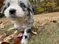 Marshmallow, a female Aussiedoodle for sale in Burlington, CT – Photo 9 of 10