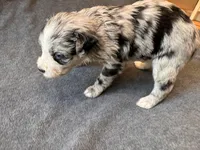 Marshmallow, a female Aussiedoodle for sale in Burlington, CT – Photo 5 of 10