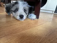 Marshmallow, a female Aussiedoodle for sale in Burlington, CT – Photo 2 of 10