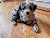 Marshmallow, a female Aussiedoodle for sale in Burlington, CT – Photo 4 of 10
