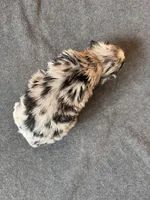 Marshmallow, a female Aussiedoodle for sale in Burlington, CT – Photo 8 of 10