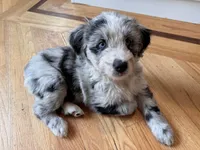 Marshmallow, a female Aussiedoodle for sale in Burlington, CT – Photo 1 of 10