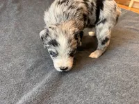 Marshmallow, a female Aussiedoodle for sale in Burlington, CT – Photo 7 of 10