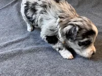 Marshmallow, a female Aussiedoodle for sale in Burlington, CT – Photo 3 of 10