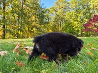 Blaze, a male Australian Shepherd for sale in Burlington, CT – 4 of 10