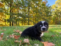 Blaze, a male Australian Shepherd for sale in Burlington, CT – 3 of 10