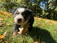 Ranger, a male Australian Shepherd for sale in Burlington, CT – 8 of 10
