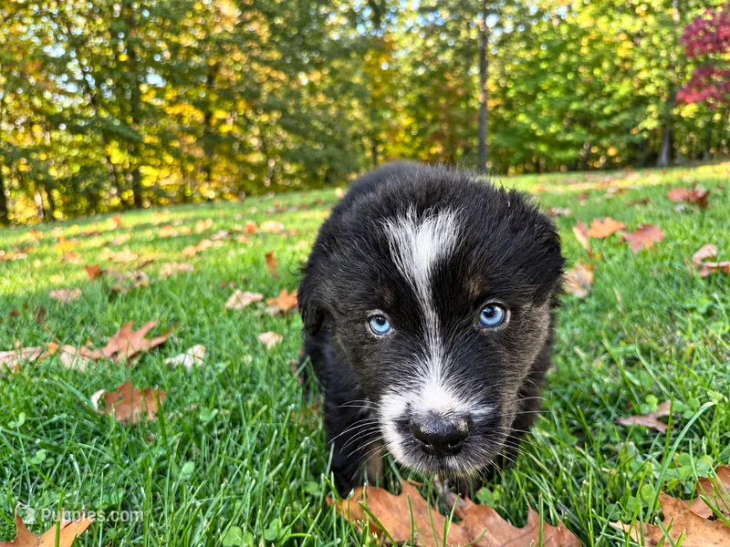Blaze – Australian Shepherd puppy for sale in Burlington, CT