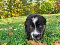 Blaze, a male Australian Shepherd for sale in Burlington, CT – 1 of 10