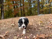 Rocky, a male Australian Shepherd for sale in Burlington, CT – Photo 5 of 8