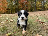 Rocky, a male Australian Shepherd for sale in Burlington, CT – Photo 4 of 8