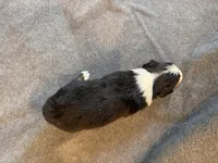 Rocky, a male Australian Shepherd for sale in Burlington, CT – Photo 6 of 8