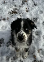 Rocky, a male Australian Shepherd for sale in Burlington, CT – Photo 1 of 8