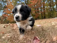 Rocky, a male Australian Shepherd for sale in Burlington, CT – Photo 2 of 8