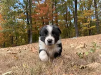 Rocky, a male Australian Shepherd for sale in Burlington, CT – Photo 3 of 8
