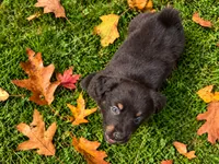 Bear, a male Australian Shepherd for sale in Burlington, CT – 4 of 10