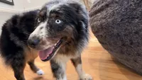 Kellly, a female Australian Shepherd for sale in Burlington, CT – 5 of 10