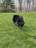 Chloe, a female Australian Shepherd for sale in Burlington, CT – 10 of 10