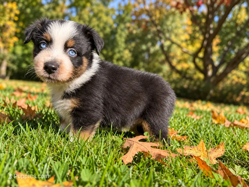 Ranger – Australian Shepherd puppy for sale in Burlington, CT