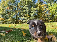 Ranger , a male Australian Shepherd for sale in Burlington, CT – 6 of 10