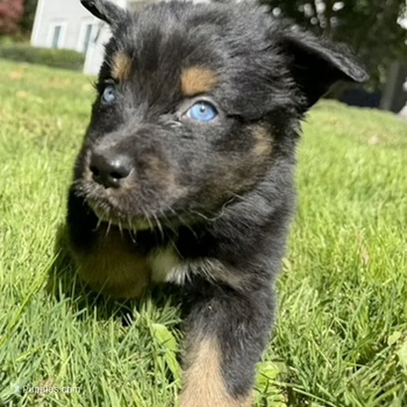 Echo – Australian Shepherd puppy for sale in Burlington, CT