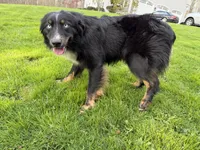 Chloe, a female Australian Shepherd for sale in Burlington, CT – 6 of 10