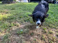 Mojo, a male Australian Shepherd for sale in Burlington, CT – Photo 6 of 6