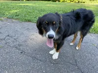 Mojo, a male Australian Shepherd for sale in Burlington, CT – Photo 5 of 6