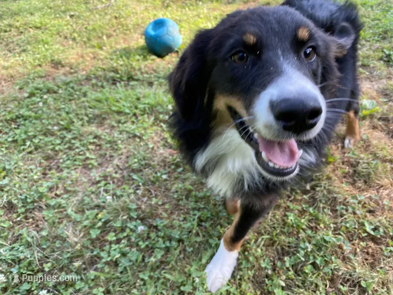 Mojo, a male Australian Shepherd for sale in Burlington, CT – Photo 1 of 6
