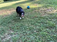Mojo, a male Australian Shepherd for sale in Burlington, CT – Photo 3 of 6