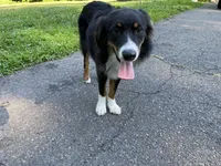 Mojo, a male Australian Shepherd for sale in Burlington, CT – Photo 4 of 6