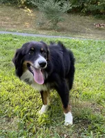 Mojo, a male Australian Shepherd for sale in Burlington, CT – Photo 2 of 6