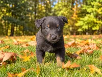 Bear, a male Australian Shepherd for sale in Burlington, CT – 6 of 10