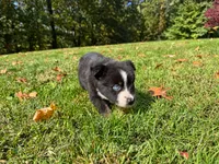 dash, a male Australian Shepherd for sale in Burlington, CT – 2 of 10