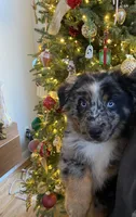 Maverick, a male Australian Shepherd for sale in Burlington, CT – Photo 1 of 10