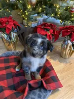 Maverick, a male Australian Shepherd for sale in Burlington, CT – Photo 5 of 10