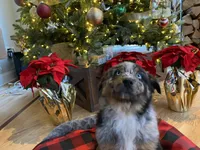 Maverick, a male Australian Shepherd for sale in Burlington, CT – Photo 9 of 10