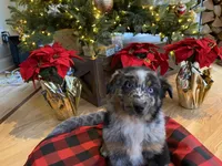Maverick, a male Australian Shepherd for sale in Burlington, CT – Photo 10 of 10