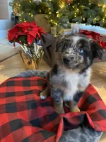 Maverick, a male Australian Shepherd for sale in Burlington, CT – Photo 8 of 10