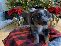 Maverick, a male Australian Shepherd for sale in Burlington, CT – Photo 6 of 10