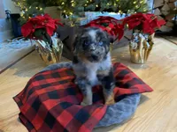 Maverick, a male Australian Shepherd for sale in Burlington, CT – Photo 4 of 10